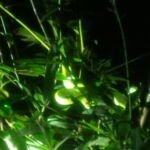 Can you find the viper snake?