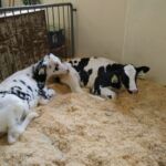 baby calves
