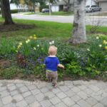 The beginnings of our front garden