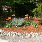 Garden at Arkell St...