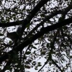 chased the squirrel up the tree...who teased us and stared at us for a long time