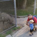 Emu at the High Park zoo