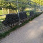 Bison at the High Park zoo