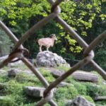 Mountain goat at the High Park zoo