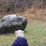 Feeding the chicadees...or squirrels