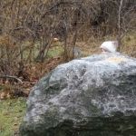 As close as possible to the chicadees