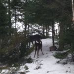 there were 4 deer in the woods