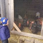 Chickens at the Log Farm