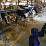 milking time at the farm