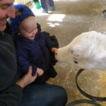 meeting a calf at the experimental farm