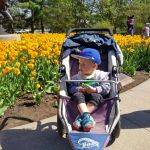 Beautiful day for some tulip gazing