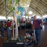 The Dutch tulip tree