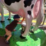 milking the cow