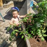Helping with the tomatoes