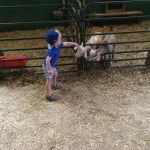 Valleyview Farm goats