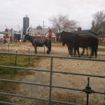 skeleton horse at the experimental farm