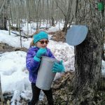 collection maple sap