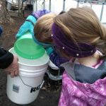 pouring maple sap