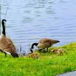 Busier parents than us...