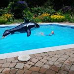 swimming away from the whale!