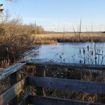 feeding the birds in stoney swamp