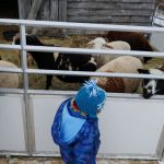 petting zoo at the xmas tree farm