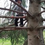 finally a tree to climb!