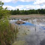 beaver hut in the pond