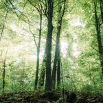 sun in the trees at the cottage