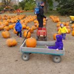pumpkin patch picking