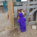 Asher was growling at the chickens...?