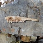 Deer jaw bone found at the cottage instigation fossil hunting for life