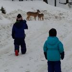 deer in the chalet parking lot